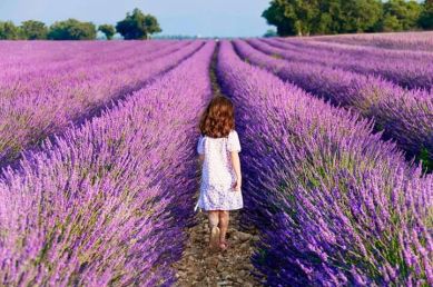 campos de lavanda