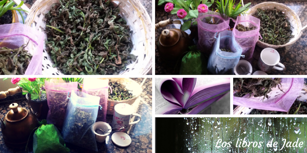 Té casero (cultivo verano&nbsp;2016).